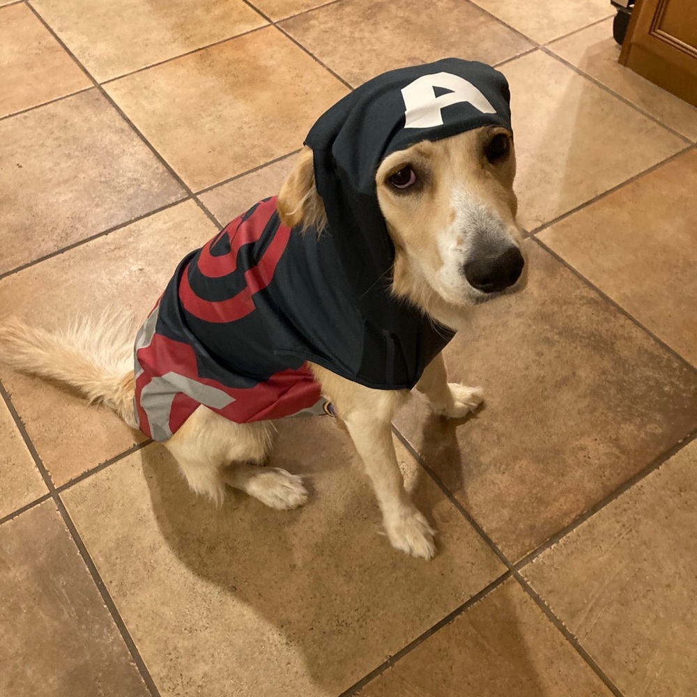 Avengers dog costume